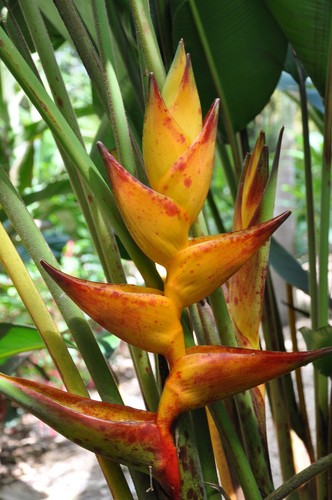Heliconia champneiana splash - champneiana,