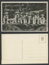 St. Bernard Dogs Puppies, Jeunes Chiens Old Real Photo Postcard Swiss Dog Puppy