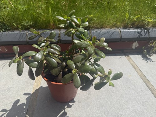 Crassula ovata returns - crassula,