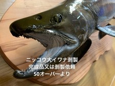 Fish taxidermy workshop