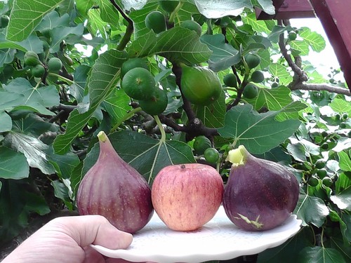Fig tree from - tree, truly