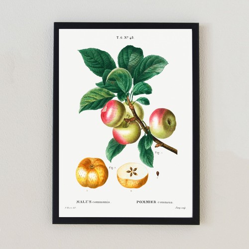 Antique botanical illustration - antique,
