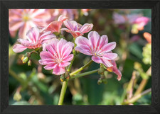 pink lewisia flower Framed