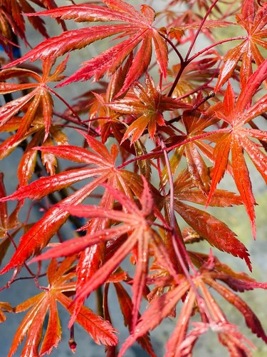 Acer shirasawanum purple - acer, 'purple