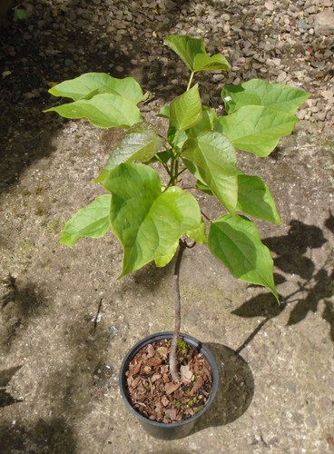 Catalpa bignonides indian - indian, bean