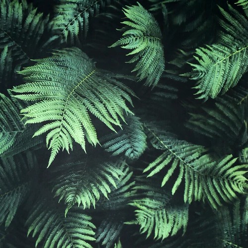 Arthouse jungle exotic effect - arthouse,