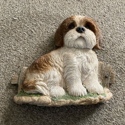 Dog this shih tzu - dog,
