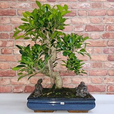 Ficus Microcarpa (Banyan Fig)