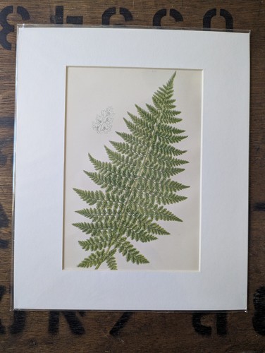 Antique 1870s anne - anne, fern