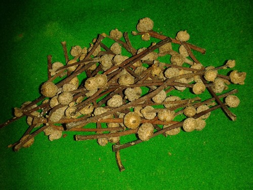 Acorns real irish - real,