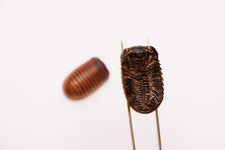 TWO (2) Giant Pill Bugs