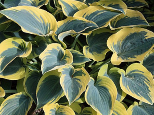 Hosta first frost pot - hosta,