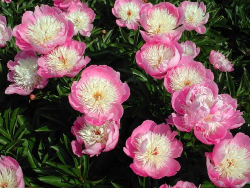 Peony bowl beauty bare root - peony, of