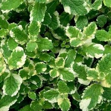 Pineapple Mint Aromatic herb