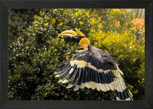 Great hornbill flight - great,
