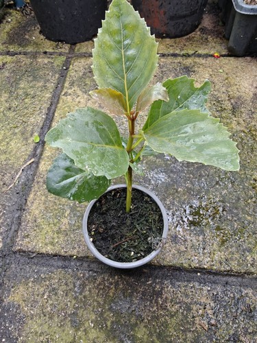 Lochroma fuchsioides tropical - lochroma,