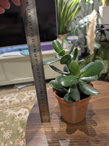 Jade plant - jade, (crassula