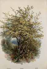 Antique Print Hazel Tree