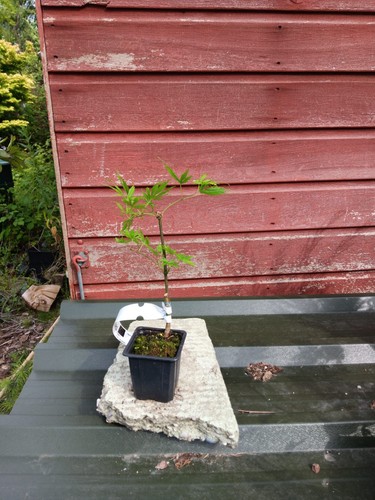 Acer palmatum green - palmatum,