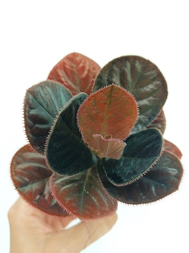 Labisia kalimantan - labisia,