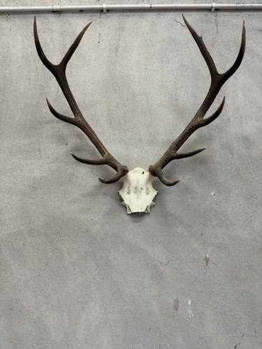 Large red deer stag - large, antlers