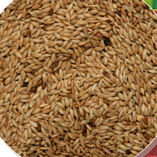 Canary seed sky gold plain - canary,