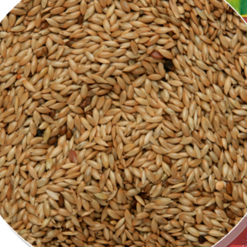 Canary seed sky gold - gold, plain