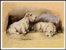 SEALYHAM TERRIER DOGS LOVELY