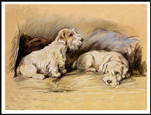 Sealyham terrier dogs lovely - terrier,