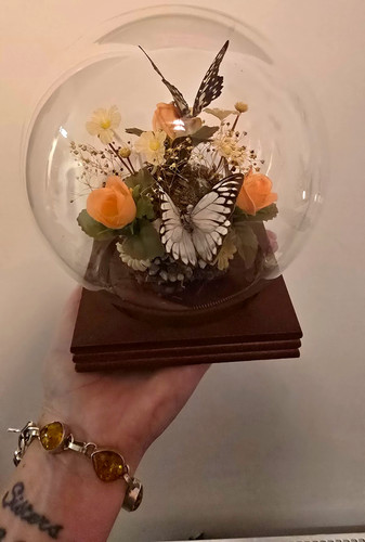 Vintage butterfly taxidermy - vintage,