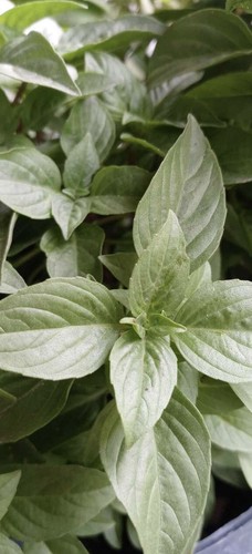 Peppermint live plant - in, pot