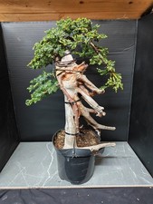 Tanuki Needle Juniper Bonsai
