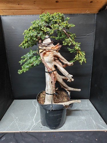 Tanuki needle juniper bonsai - juniper,