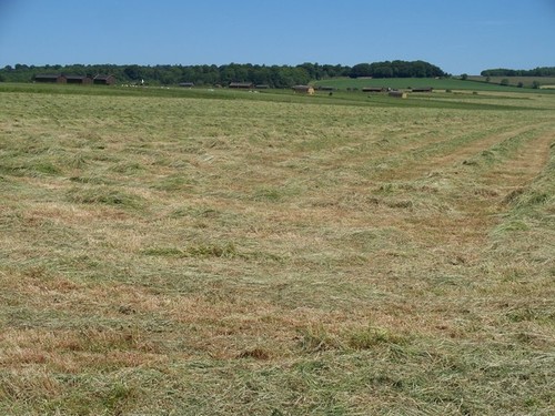 Photo grass becoming - becoming, hay