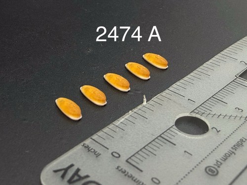 Scale model amber - 1/24,