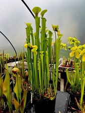 Sarracenia flava maxima adrian - sarracenia,