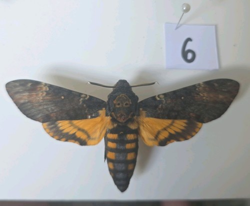 Acherontia atropos death head - acherontia,