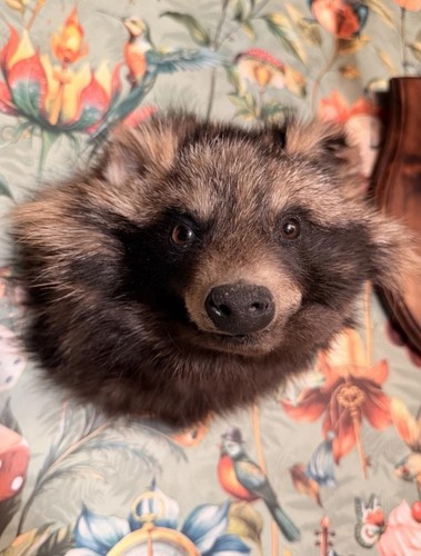 Raccoon dog taxidermy head - raccoon,