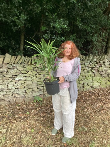 Trachycarpus fortunei palm - fortunei,