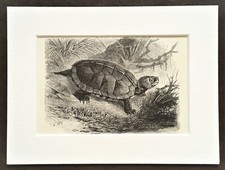 Sculptured Terrapin Animal