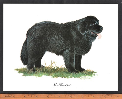 Newfoundland dog stunning x - newfoundland, 10