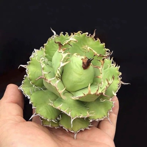 10cm succulent agave - succulent, plant