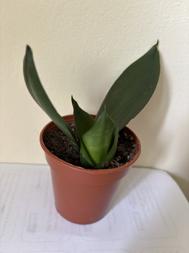 Sansevieria plug plant - 20,
