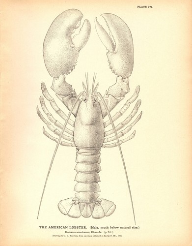 Rare 1884 antique - 1884, print