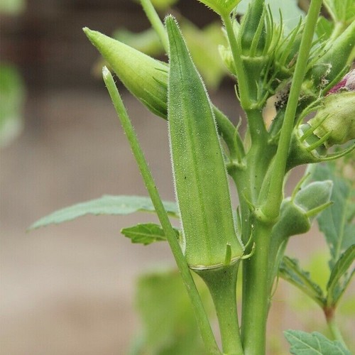 Okra plug plants - , /ladies
