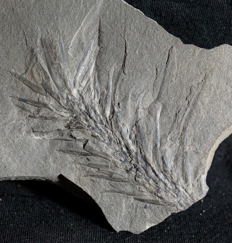 Rarer carboniferous plant - carboniferous,