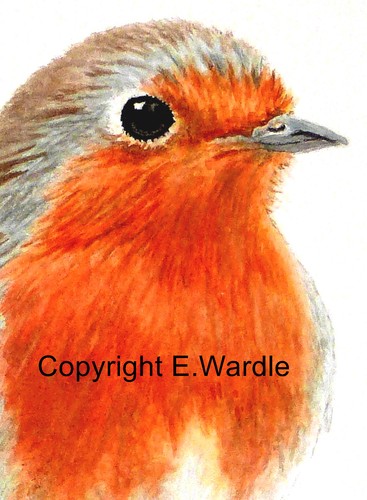 Aceo canvas print - aceo,
