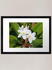 Hawaii Plumeria Print Framed