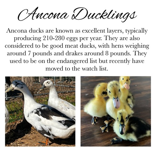 Ancona duck hatching eggs - duck,