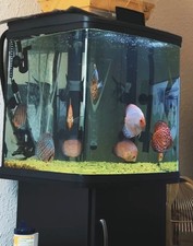 Love Fish Vantage 94L Aquarium